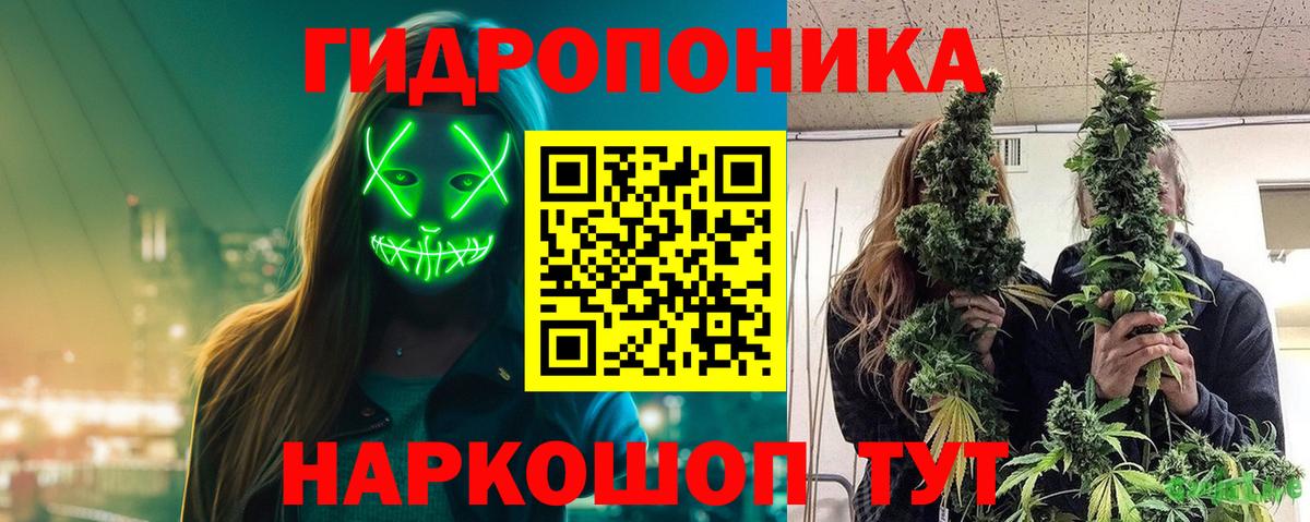Гашиш Курчалой